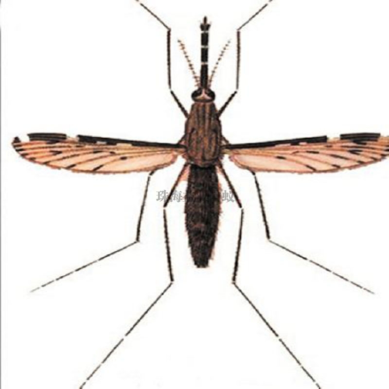 坦洲按蚊防治