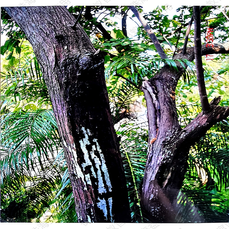 葫芦岛树林白蚁防治