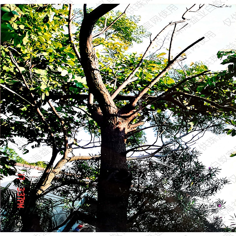 哈尔滨树木白蚁防治