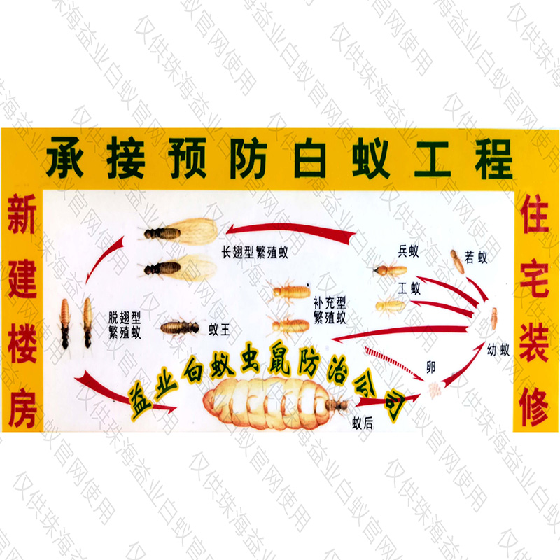 阳春专业蟑螂公司